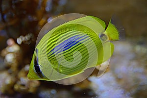 A bright yellow colour Blue spot butterflyfish with all fins clamped