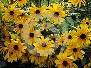 Bright yellow coneflower rudbeckia fulgida `Goldsturm` in a garden, Canada