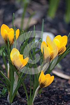 Bright Yellow Crocus Sativus Flowers, Large Detailed Vertical Spring Crocuses Closeup