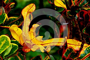 Bright yellow Croton in rain