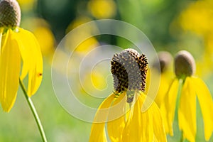 Bright Yellow Cutleaf Coneflower in the prairie field. Rudbeckia laciniata - a species of flowering plant in the Aster family