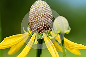 Bright Yellow Cutleaf Coneflower in the prairie field. Rudbeckia laciniata - a species of flowering plant in the Aster family