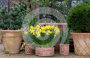 Bright yellow daffodil flowers in containers, photographed in spring at the RHS Wisley garden, Surrey UK.
