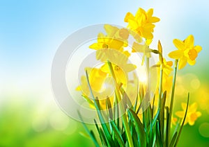 Bright Yellow Daffodils