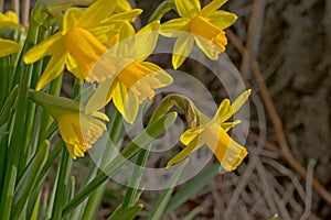 Bright yellow daffodils on a bokeh background