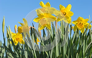 Bright yellow daffodils flowers blooming on sunlit spring meadow