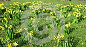 Bright yellow daffodils in the springtime pushing through the green grass..