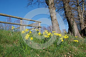 Bright yellow daffodils in vivid sunlight on a grass bank in front of tall trees and a wooden fence