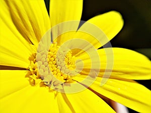 Bright yellow Daisy closeup of stamens macro photo