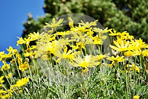 Bright yellow daisy flowers on blue sky background in a sunny summer day.