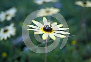 Bright yellow daisy macro