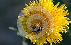 Bright yellow dandelion.