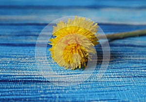 Bright yellow dandelion