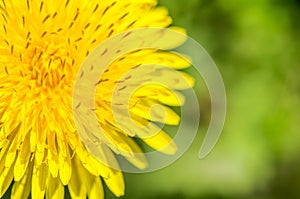 Bright yellow dandelion