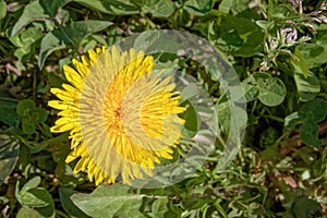 Bright Yellow Dandelion in Field