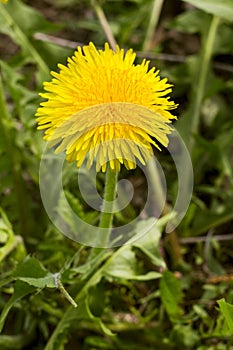 Bright yellow dandelion flower on the green field, close up, spring natural background