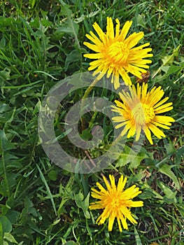 Bright yellow dandelion flowers and green leaves background fresh grass texture spring blooming nature outdoor blossom summer