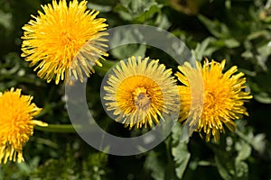 Bright yellow dandelion flowers, Taraxacum officinale, lions tooth or clockflower, blooming in springtime close-up view from above