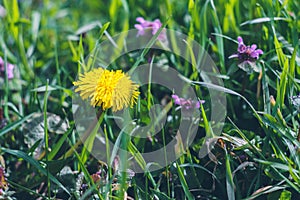 Bright yellow dandelion among green grass. Summer texture background.