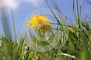 Bright yellow dandelion macro between the green ferns and grass in the spring sunshine and a blue sky background