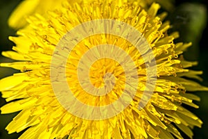 Bright yellow dandelion in spring. Close up image. Tender flower background. Soft focus