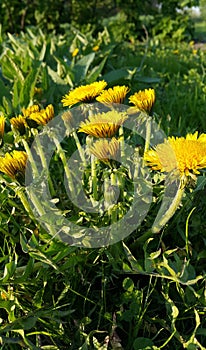 Bright yellow dandelions blooming in spring