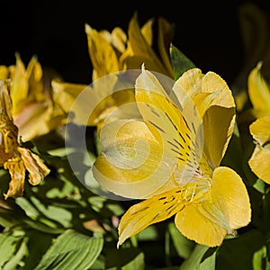 Bright Yellow day lilies in the morning sunshine