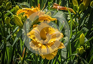 Bright yellow daylilies blooming