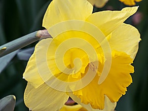 Bright yellow doffodils in full bloom in spring photo