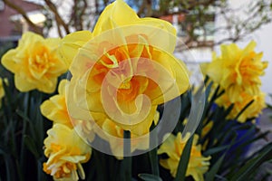 Bright and yellow double daffodil flowers
