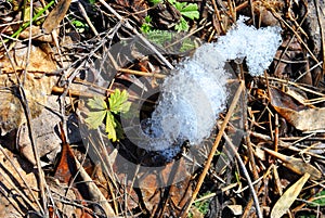 Bright yellow dry grass, rotten leaves and new green leaves with white melting snow, natural background