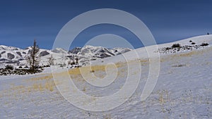 Bright yellow dry grass is visible on the snow-covered hillside