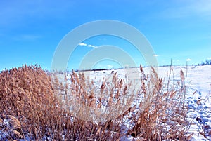Bright yellow dry reeds on hill of river bank covered with snow, blue cloudy sky