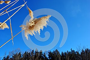 Bright yellow dry reeds and pine trees line on horizon, bright blue sky, view from ground on top