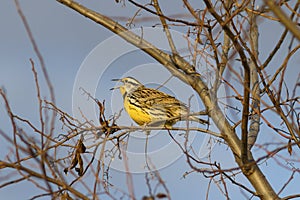 Bright yellow Eastern Meadowlark bird