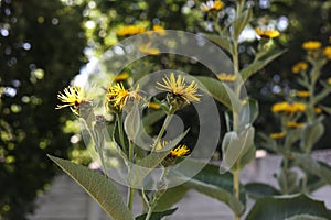 bright yellow Elecampane , horse-heal or elfdock plant