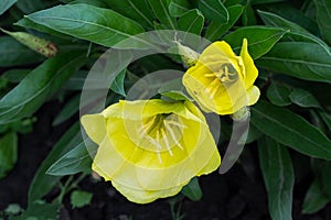 Bright yellow evening primrose (oenothera) in the garden