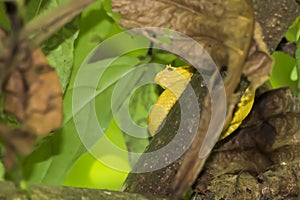 Bright Yellow Eyelash Viper in Jungle Tree