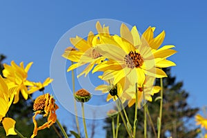 Bright yellow False Sunflower Heliopsis helianthoides with the blue sky at the background