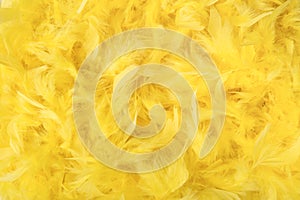 Bright yellow feathers in a full frame image as background for easter or softness