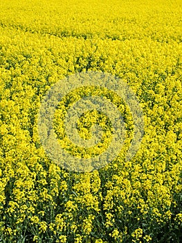 Bright Yellow Field of Rapeseed Flowers French Countryside