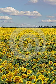 Bright yellow field of sunflowers and blue sky with clouds