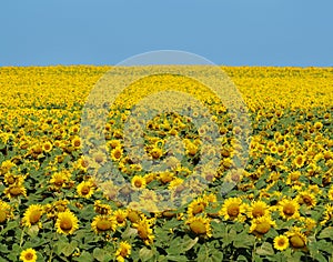 Bright yellow field of sunflowers and clear blue sky