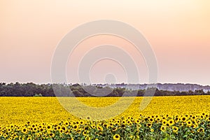 Bright yellow field of sunflowers in the diffused light of the evening dusk