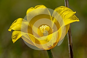 Bright yellow field tulips. Beautiful spring flowers