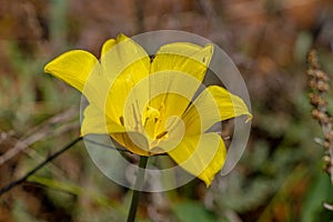 Bright yellow field tulips. Beautiful spring flowers