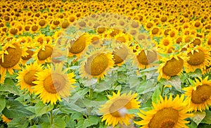 Bright yellow fields with sunflowers