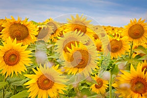 Bright yellow fields with sunflowers