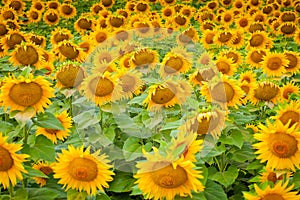 Bright yellow fields with sunflowers