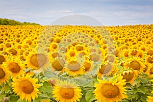 Bright yellow fields with sunflowers